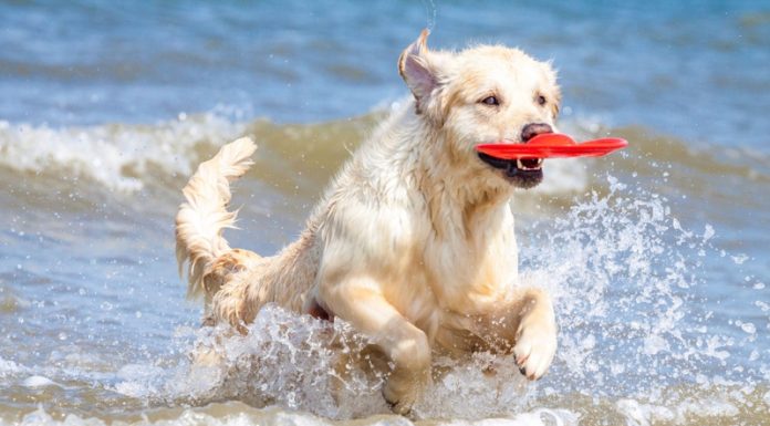 Cinco playas valencianas que permiten la entrada con perros