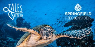 Springfield y Plastic Free apoyan a la Fundación Oceanográfic con las tortugas marinas