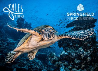 Springfield y Plastic Free apoyan a la Fundación Oceanográfic con las tortugas marinas