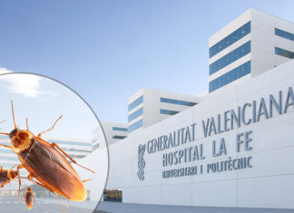 Denuncian un brote de cucarachas en el hospital La Fe de Valencia 