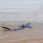 Un tiburón azul aparece en una playa de Valencia