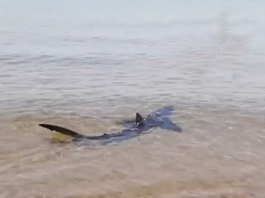 Un tiburón azul aparece en una playa de Valencia