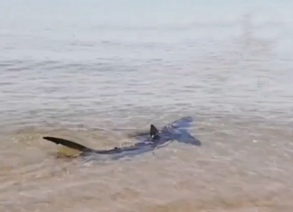 Un tiburón azul aparece en una playa de Valencia