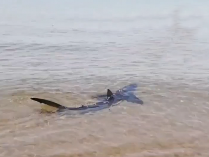 Un tiburón azul aparece en una playa de Valencia