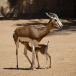 Nace en Bioparc Valencia una especie salvada de la extinción