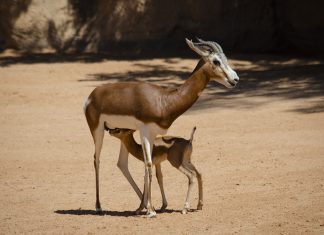 Nace en Bioparc Valencia una especie salvada de la extinción