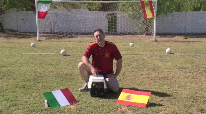 Una perdiz valenciana predice el resultado de España en la semifinal de la Eurocopa Una perdiz valenciana predice el resultado de España ante Italia en la semifinal de la Eurocopa