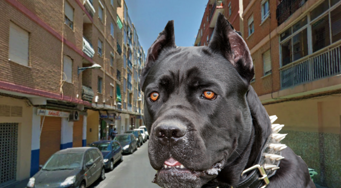 Herida una mujer tras ser atacada por un perro en Xirivella Herida una mujer tras ser atacada por un perro en Xirivella