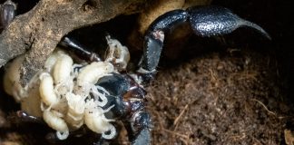 Nace el escorpión más grande del mundo en el Bioparc