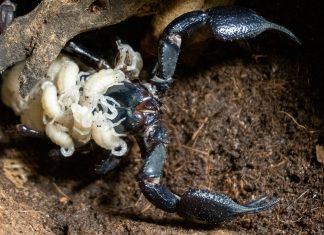 Nace el escorpión más grande del mundo en el Bioparc