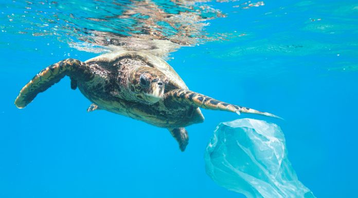 Oceanogràfic y Paradores activan la campaña “El mar empieza aquí”