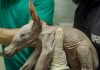 Nace el animal más extraño de Bioparc Nace un oricteropo, el animal más “extraño” del Bioparc