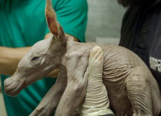 Nace un oricteropo, el animal más “extraño” del Bioparc