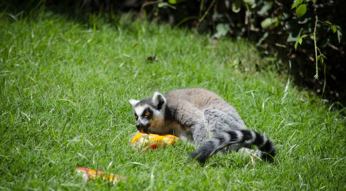 Los animales de Bioparc «veranean» con helados y piscinas de barro