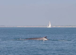 una ballena