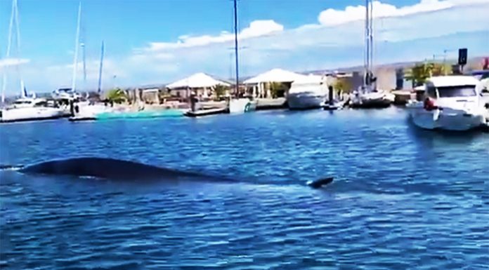 Una ballena de casi 20 metros queda atrapada en el puerto de Valencia una ballena