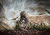Uno de los primates más amenazados de África nace en Bioparc Uno de los primates más amenazados de África nace en BIOPARC