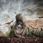 Uno de los primates más amenazados de África nace en BIOPARC