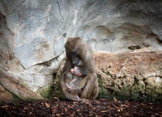 Uno de los primates más amenazados de África nace en BIOPARC