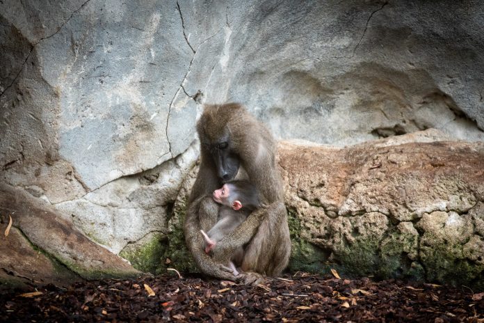 Uno de los primates más amenazados de África nace en BIOPARC