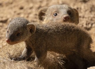 Nacen en Bioparc tres camadas de dos especies de mangostas distintas