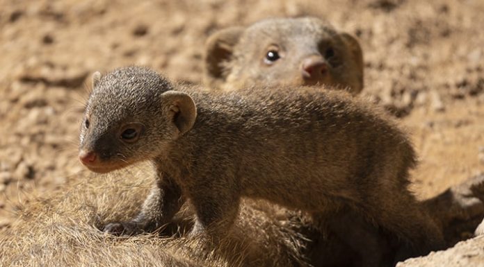 Bioparc da la bienvenida a tres camadas de dos especies diferentes Nacen en Bioparc tres camadas de dos especies de mangostas distintas