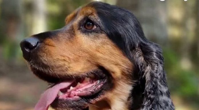 Buscan a un cocker que se escapó a las puertas de un centro veterinario