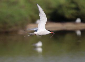 gaviota