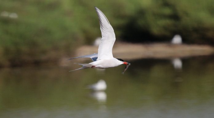 La albufera se convierte en la mayor colonia de gaviota cabecinegra de la península gaviota