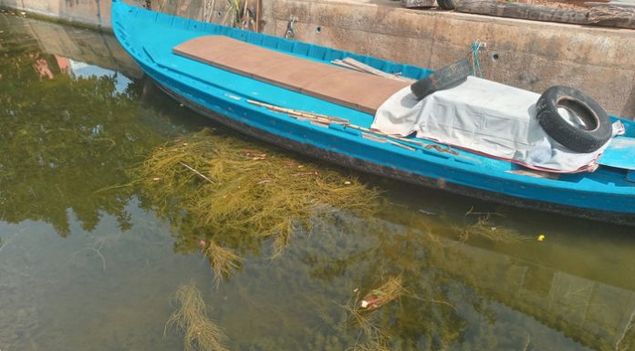 Crecimiento explosivo de vegetación subacuática de la Albufera en el Palmar vegetación subacuática