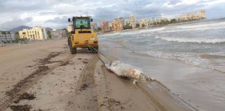 Aparece una vaca muerta de 600 kilos en una playa valenciana