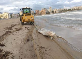 Aparece una vaca muerta de 600 kilos en una playa valenciana