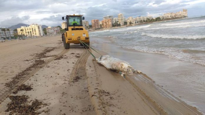 Aparece una vaca muerta de 600 kilos en una playa valenciana