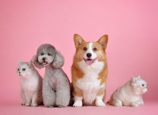 las mascotas tendrán DNI