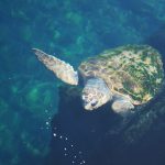 Tortuga marina nadando en al acuario del Oceanogràfic