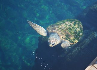 Tortuga marina nadando en al acuario del Oceanogràfic