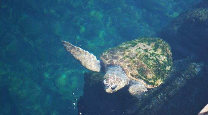 Tortuga marina nadando en al acuario del Oceanogràfic