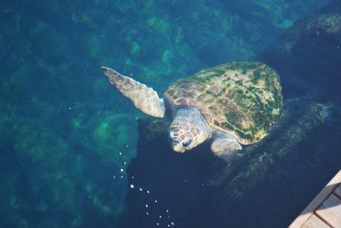 Tortuga marina nadando en al acuario del Oceanogràfic