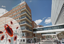 Alertan de brotes de cucarachas en el Hospital Clínico de Valencia