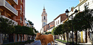 Una vaquilla se escapa y siembra el caos en las calles de Moncada