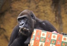 VÍDEO | Las curiosas reacciones de los animales de Bioparc al recibir a Papá Noel