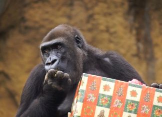 VÍDEO | Las curiosas reacciones de los animales de Bioparc al recibir a Papá Noel