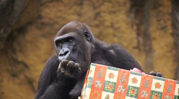 Los Reyes Magos se adelantan en el BIOPARC Los Reyes Magos se adelantan en el BIOPARC