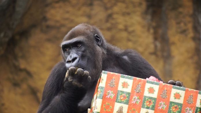 VÍDEO | Las curiosas reacciones de los animales de Bioparc al recibir a Papá Noel