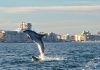FOTOS | Increíbles imágenes de un grupo de delfines en El Perelló