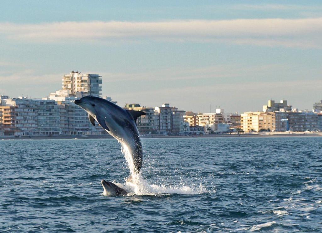 FOTOS | Increíbles imágenes de un grupo de delfines en El Perelló