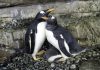 El Antártico valenciano, el espacio más frío habitado por pingüinos