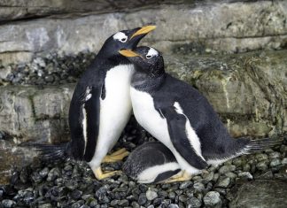 El Antártico valenciano, el espacio más frío habitado por pingüinos
