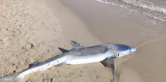 Aparece el cadáver de un tiburón de dos metros en una playa valenciana