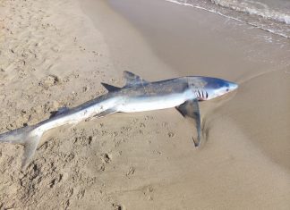 Aparece el cadáver de un tiburón de dos metros en una playa valenciana